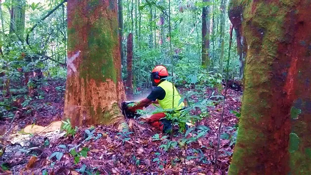 Quantifying uncertainty about forest recovery 32-years after logging in Suriname