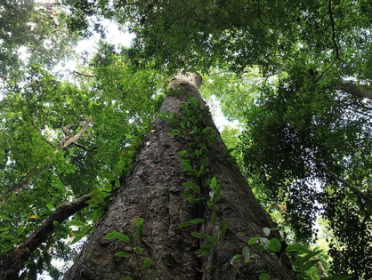 The finding of the tallest trees of Africa