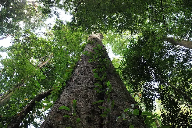 The finding of the tallest trees of Africa